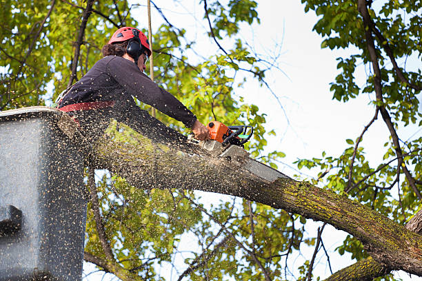 How Our Tree Care Process Works  in  Deer Park, IL